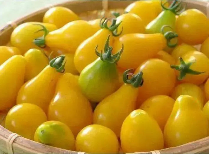 Yellow Pear tears drops Tomato SEEDS,(Lycopersicon lycopersicum ) Open Pollinated! - Caribbean garden seed