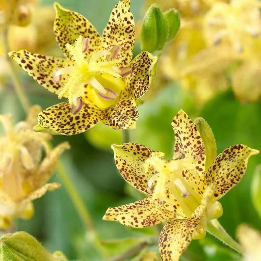 YELLOW Toad Lily SEEDS (TRICYRTIS latifolia) GREAT FOR SHADE - Caribbean garden seed