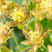 YELLOW Toad Lily SEEDS (TRICYRTIS latifolia) GREAT FOR SHADE - Caribbean garden seed