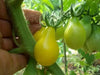 Yellow Pear tears drops Tomato SEEDS,(Lycopersicon lycopersicum ) Open Pollinated! - Caribbean garden seed