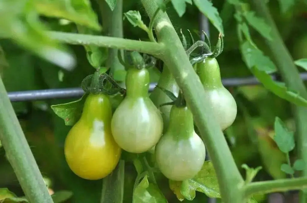 Yellow Pear tears drops Tomato SEEDS,(Lycopersicon lycopersicum ) Open Pollinated! - Caribbean garden seed