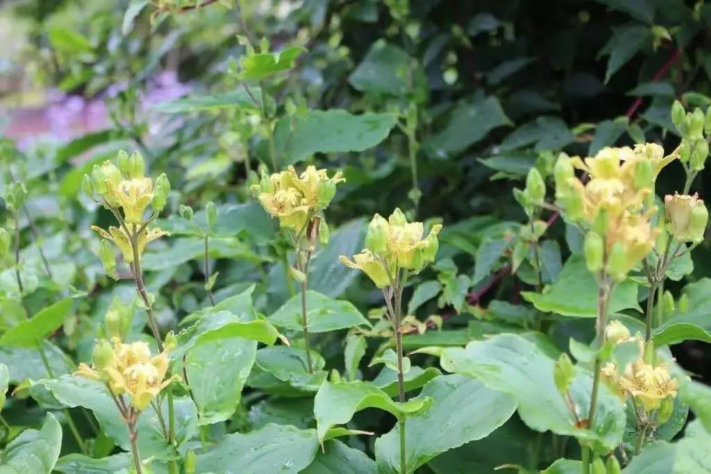 YELLOW Toad Lily SEEDS (TRICYRTIS latifolia) GREAT FOR SHADE - Caribbean garden seed