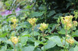 YELLOW Toad Lily SEEDS (TRICYRTIS latifolia) GREAT FOR SHADE - Caribbean garden seed