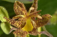 YELLOW Toad Lily SEEDS (TRICYRTIS latifolia) GREAT FOR SHADE - Caribbean garden seed