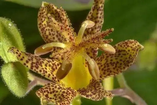 YELLOW Toad Lily SEEDS (TRICYRTIS latifolia) GREAT FOR SHADE - Caribbean garden seed