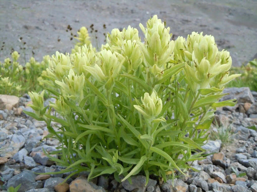 Yellow Indian Paintbrush SEEDS (Castilleja sulphurea ) Perennial - Caribbean garden seed