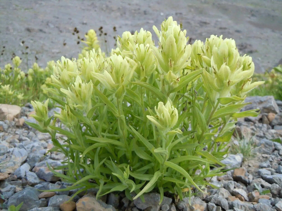 Yellow Indian Paintbrush SEEDS (Castilleja sulphurea ) Perennial - Caribbean garden seed
