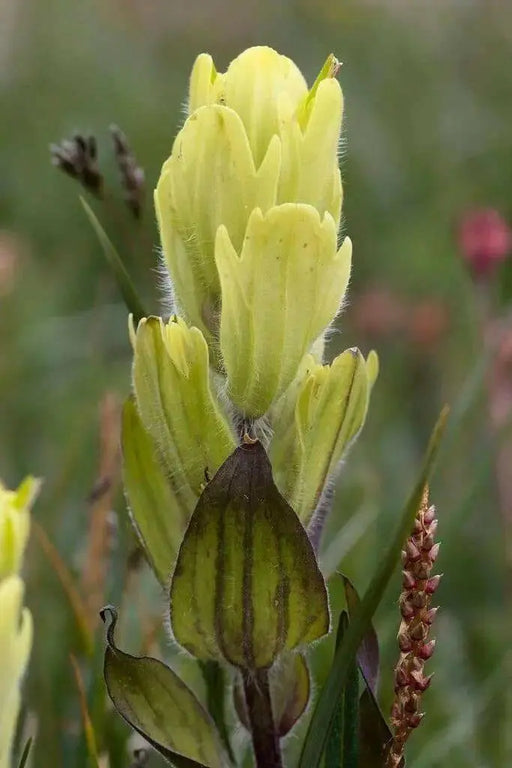 Yellow Indian Paintbrush SEEDS (Castilleja sulphurea ) Perennial - Caribbean garden seed