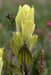 Yellow Indian Paintbrush SEEDS (Castilleja sulphurea ) Perennial - Caribbean garden seed
