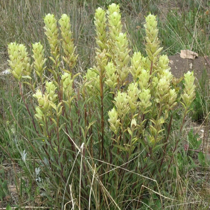 Yellow Indian Paintbrush SEEDS (Castilleja sulphurea ) Perennial - Caribbean garden seed