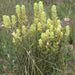 Yellow Indian Paintbrush SEEDS (Castilleja sulphurea ) Perennial - Caribbean garden seed