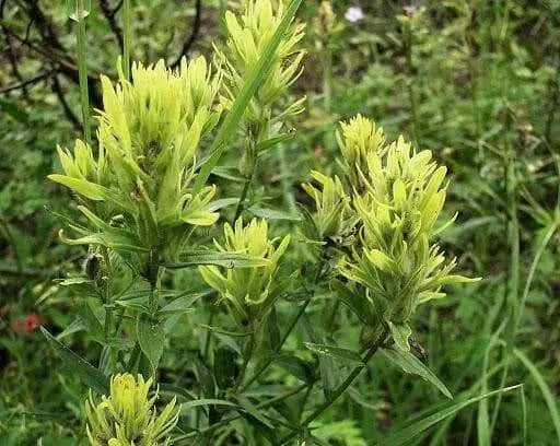 Yellow Indian Paintbrush SEEDS (Castilleja sulphurea ) Perennial - Caribbean garden seed