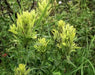 Yellow Indian Paintbrush SEEDS (Castilleja sulphurea ) Perennial - Caribbean garden seed