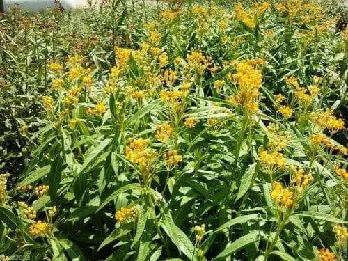 yellow Tropical  Milkweed Seed ,(Asclepias curassavica 'Silky Gold') - Caribbean garden seed