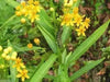 yellow Tropical  Milkweed Seed ,(Asclepias curassavica 'Silky Gold') - Caribbean garden seed