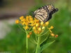 yellow Tropical  Milkweed Seed ,(Asclepias curassavica 'Silky Gold') - Caribbean garden seed