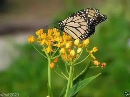 yellow Tropical  Milkweed Seed ,(Asclepias curassavica 'Silky Gold') - Caribbean garden seed