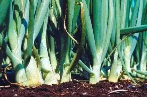 Yellow Spanish Utah Onions,( 2 OZ PACK SEED) Asian Vegetable,LONG DAY - Caribbean garden seed