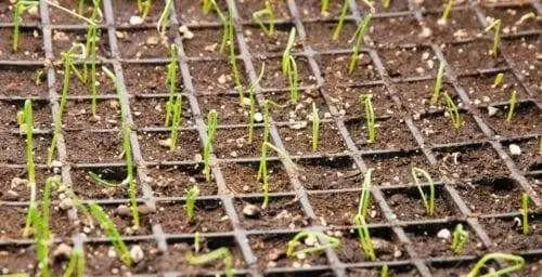 Yellow Spanish Utah Onions,( 2 OZ PACK SEED) Asian Vegetable,LONG DAY - Caribbean garden seed