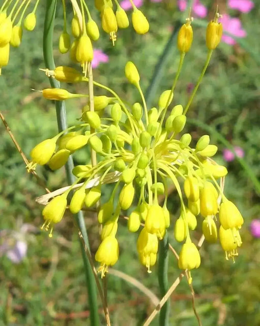 Yellow ornamental onions Seeds (ALLIUM flavum ) Award of Garden Merit (A.G.M.) - Caribbean garden seed
