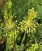 Yellow ornamental onions Seeds (ALLIUM flavum ) Award of Garden Merit (A.G.M.) - Caribbean garden seed