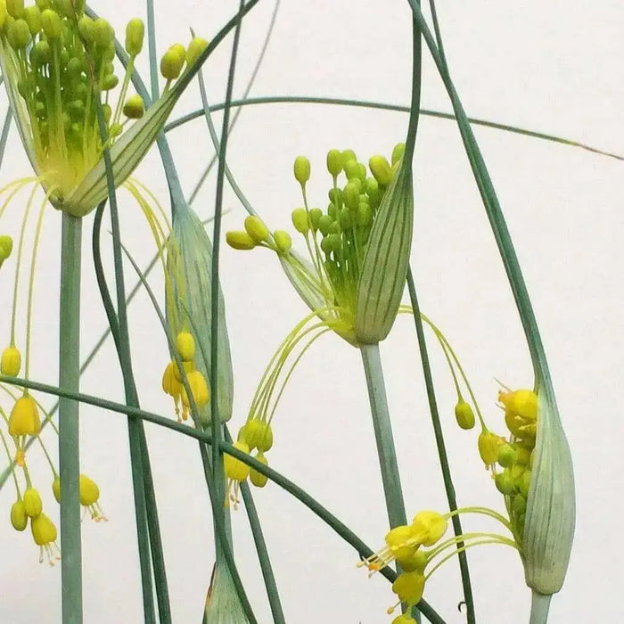 Yellow ornamental onions Seeds (ALLIUM flavum ) Award of Garden Merit (A.G.M.) - Caribbean garden seed