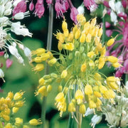 Yellow ornamental onions Seeds (ALLIUM flavum ) Award of Garden Merit (A.G.M.) - Caribbean garden seed