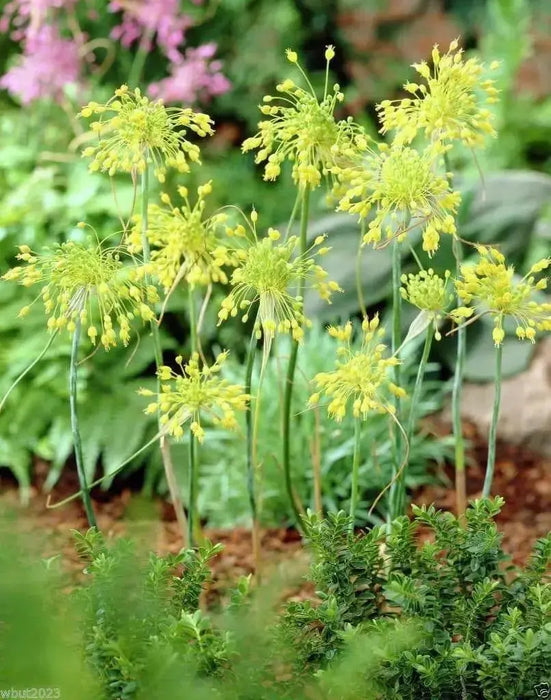 Yellow ornamental onions Seeds (ALLIUM flavum ) Award of Garden Merit (A.G.M.) - Caribbean garden seed