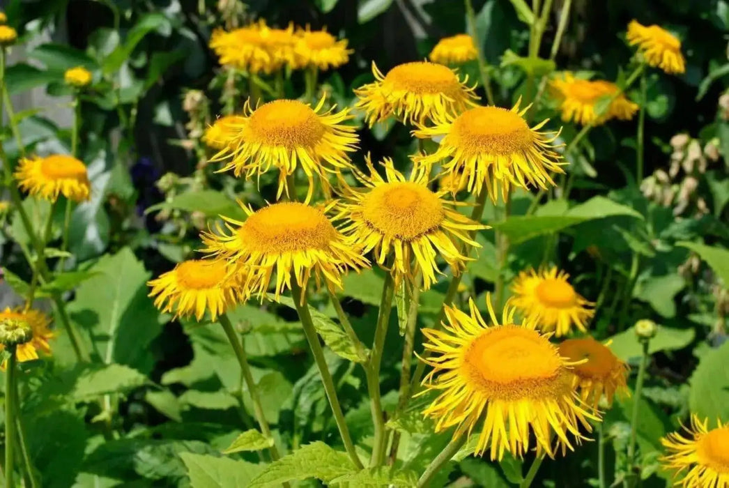 Yellow Starwort Seeds (Elecampane Inula)  Wild Sunflower - Caribbean garden seed
