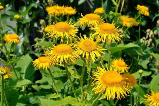 Yellow Starwort Seeds (Elecampane Inula)  Wild Sunflower - Caribbean garden seed