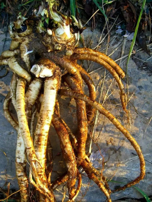 Yellow Starwort Seeds (Elecampane Inula)  Wild Sunflower - Caribbean garden seed