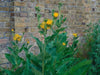 Yellow Starwort Seeds (Elecampane Inula)  Wild Sunflower - Caribbean garden seed