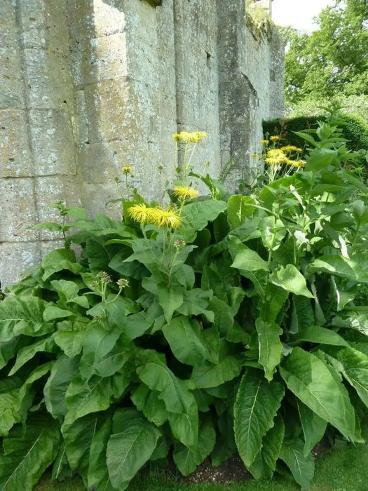 Yellow Starwort Seeds (Elecampane Inula)  Wild Sunflower - Caribbean garden seed