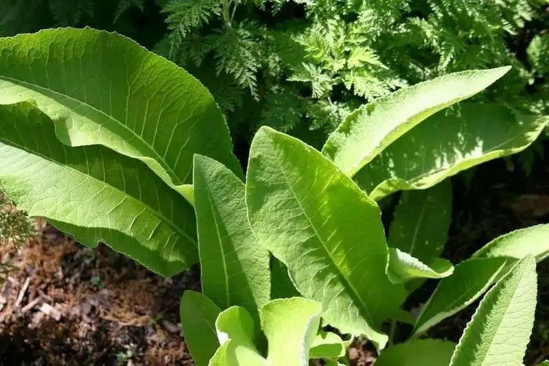 Yellow Starwort Seeds (Elecampane Inula)  Wild Sunflower - Caribbean garden seed