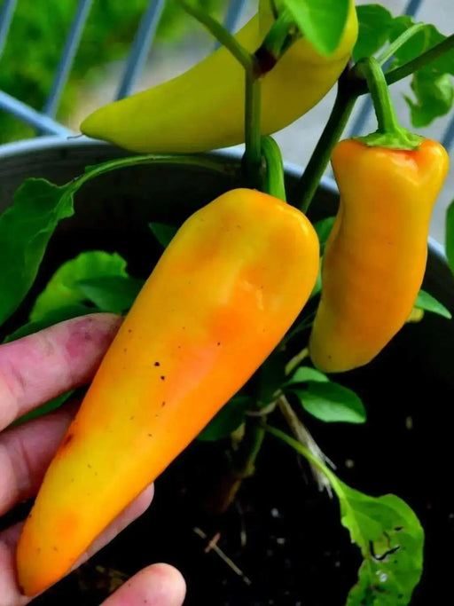 Yellow Hungarian Wax,Hot Pepper Seeds, Capsicum annuum ,Heirloom - Caribbean garden seed