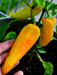 Yellow Hungarian Wax,Hot Pepper Seeds, Capsicum annuum ,Heirloom - Caribbean garden seed