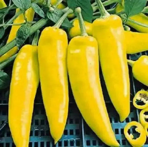 Yellow Hungarian Wax,Hot Pepper Seeds, Capsicum annuum ,Heirloom - Caribbean garden seed