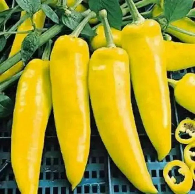 Yellow Hungarian Wax,Hot Pepper Seeds, Capsicum annuum ,Heirloom - Caribbean garden seed