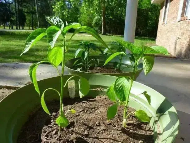 Yellow Hungarian Wax,Hot Pepper Seeds, Capsicum annuum ,Heirloom - Caribbean garden seed