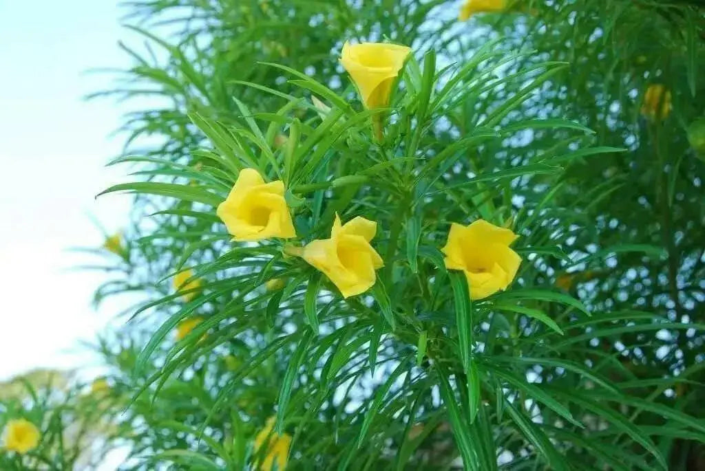 Yellow Oleander Seed ,(Thevetia Peruviana) Lucky Nut - Rare Tropical Shrub - Caribbean garden seed