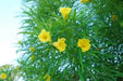 Yellow Oleander Seed ,(Thevetia Peruviana) Lucky Nut - Rare Tropical Shrub - Caribbean garden seed