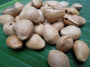 Yellow Oleander Seed ,(Thevetia Peruviana) Lucky Nut - Rare Tropical Shrub - Caribbean garden seed
