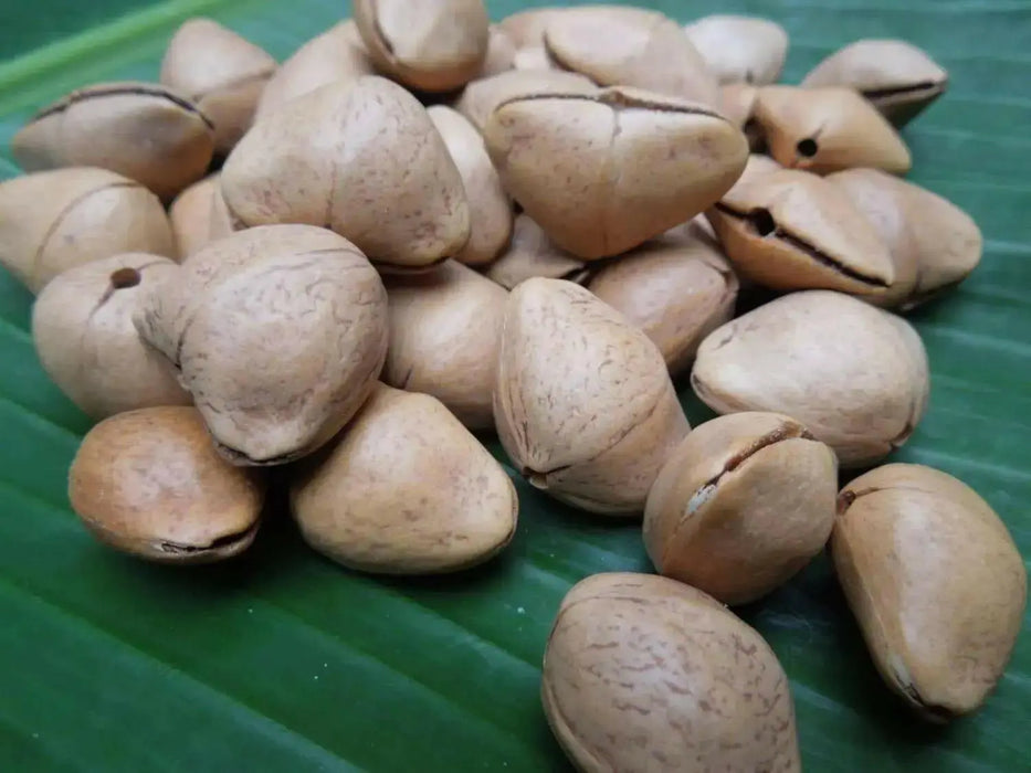 Yellow Oleander Seed ,(Thevetia Peruviana) Lucky Nut - Rare Tropical Shrub - Caribbean garden seed