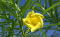 Yellow Oleander Seed ,(Thevetia Peruviana) Lucky Nut - Rare Tropical Shrub - Caribbean garden seed