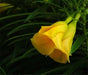 Yellow Oleander Seed ,(Thevetia Peruviana) Lucky Nut - Rare Tropical Shrub - Caribbean garden seed