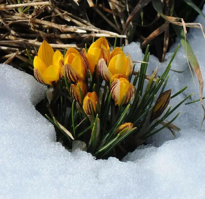 YELLOW SNOW CROCUS , FALL PLANTING BULBS - Caribbean garden seed