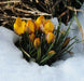 YELLOW SNOW CROCUS , FALL PLANTING BULBS - Caribbean garden seed