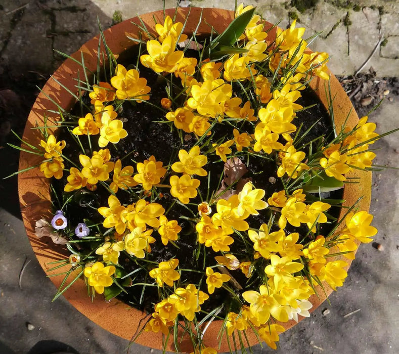 YELLOW SNOW CROCUS , FALL PLANTING BULBS - Caribbean garden seed