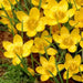 YELLOW SNOW CROCUS , FALL PLANTING BULBS - Caribbean garden seed