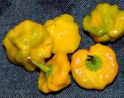 Yellow mushroom Hot Peppers, Jamaican scotch bonnet  (Capsicum chinense)  Organic Seeds, - Caribbean garden seed